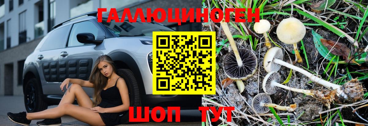 Псилоцибиновые грибы Psilocybine cubensis  Вход с VPN  Новокубанск 